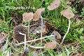 Psathyrella infida-amf2128